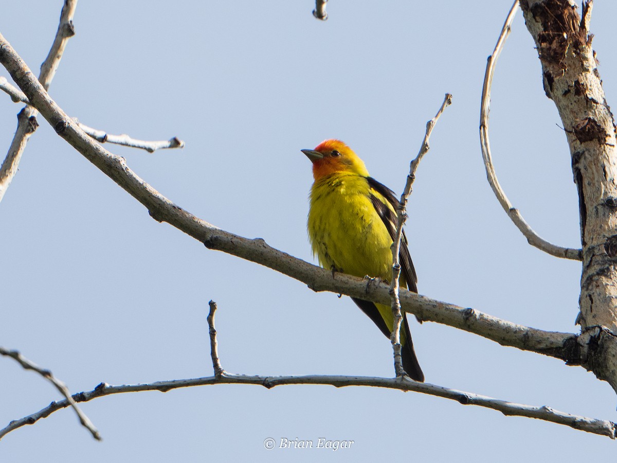 Western Tanager - ML159958771