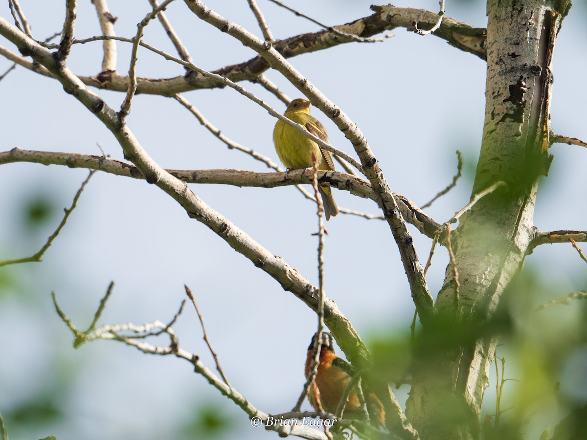 Western Tanager - ML159958781