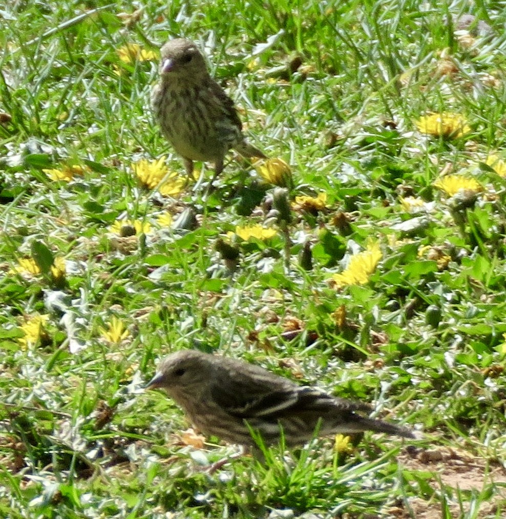 Pine Siskin - ML159959981