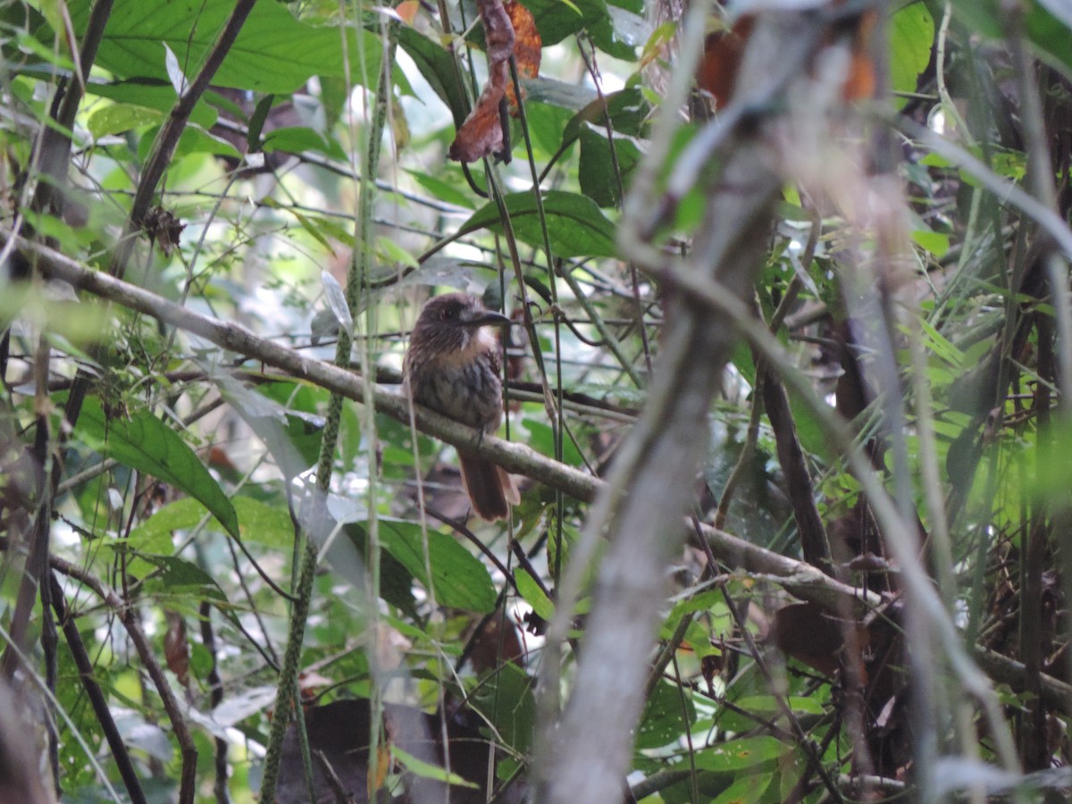 White-whiskered Puffbird - ML159961301