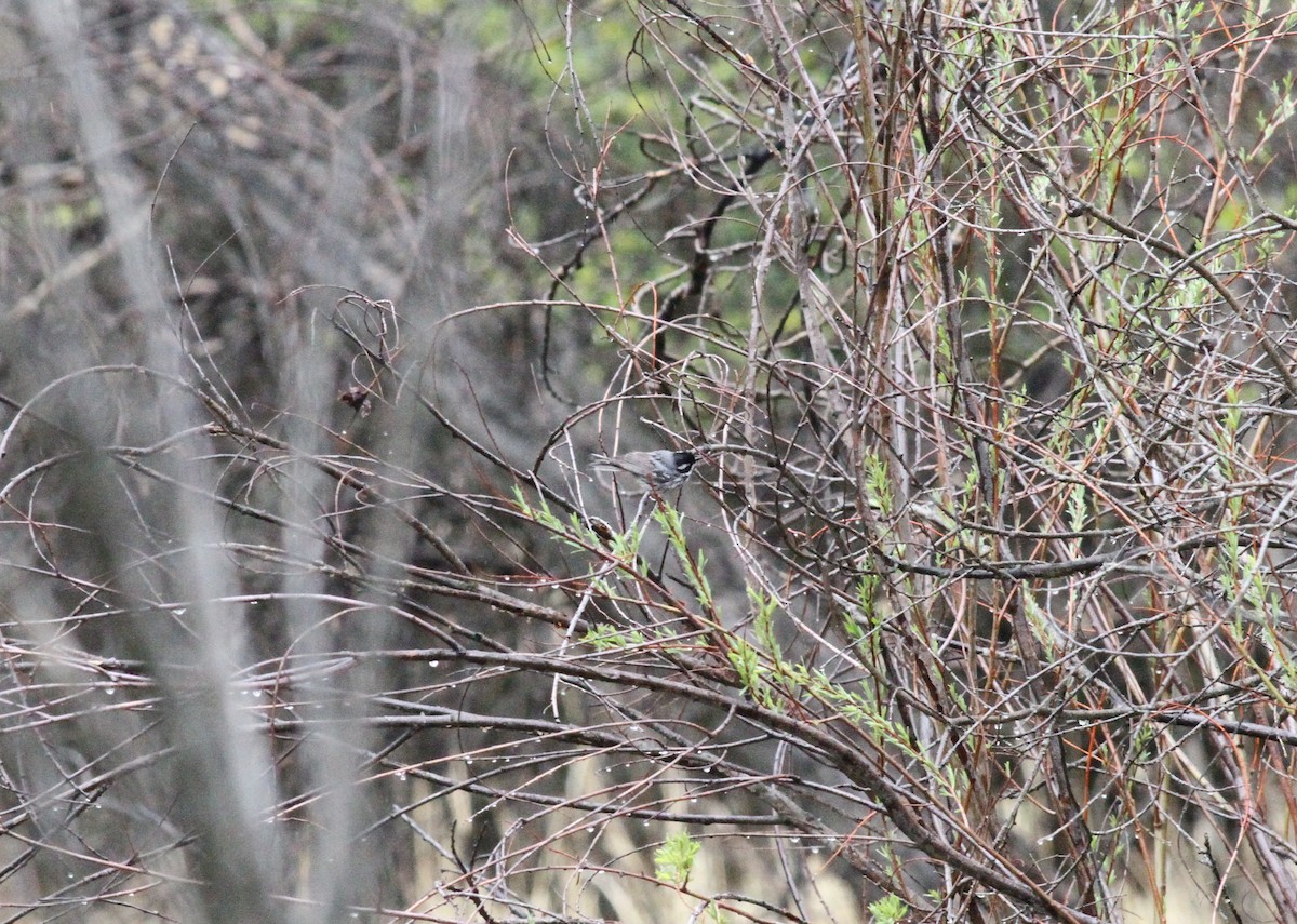 Black-throated Gray Warbler - Michael Harvey