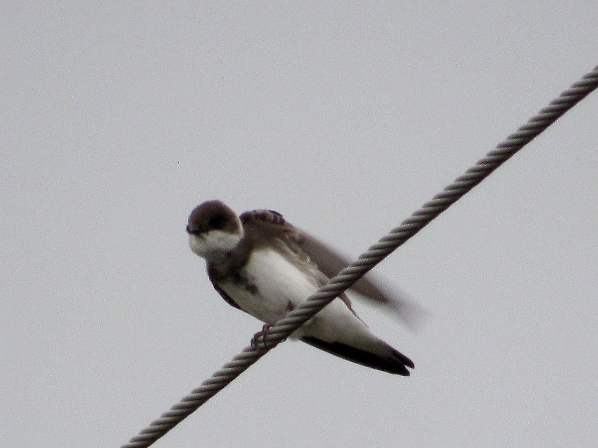 Bank Swallow - Kisa Weeman