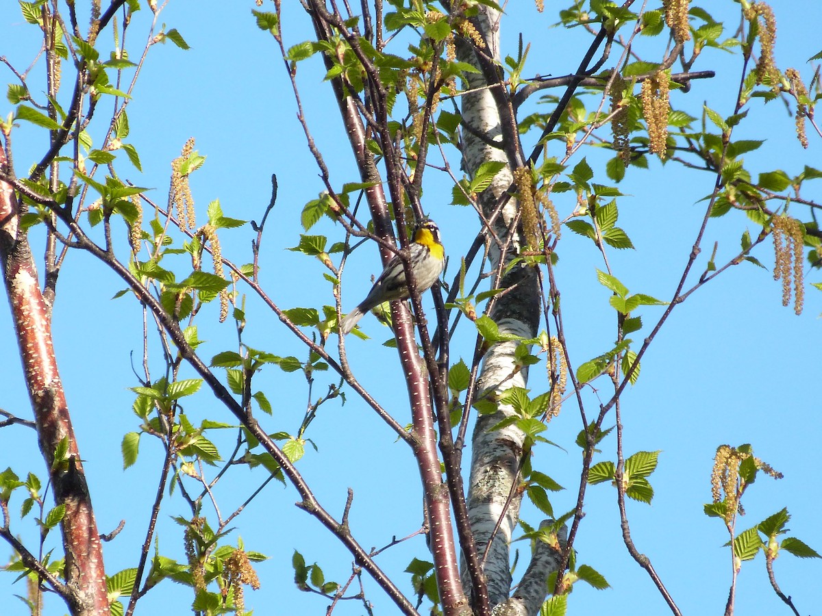 Yellow-throated Warbler - ML159962561