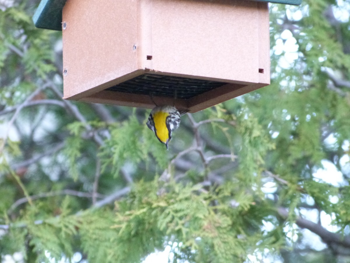 Yellow-throated Warbler - ML159962691