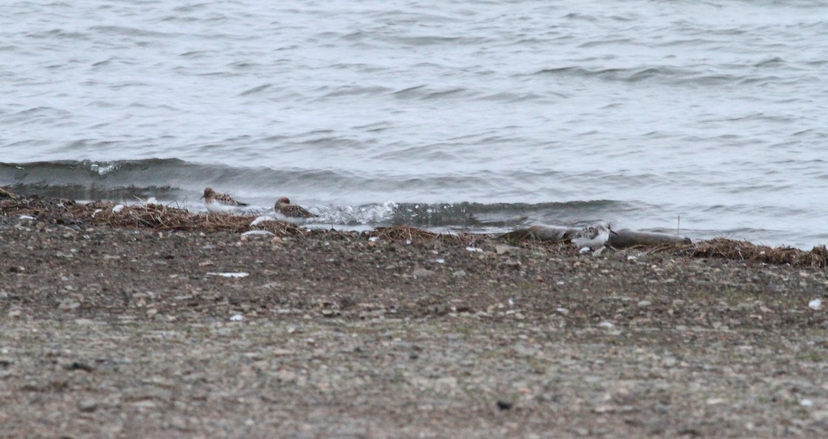 Bécasseau sanderling - ML159963211