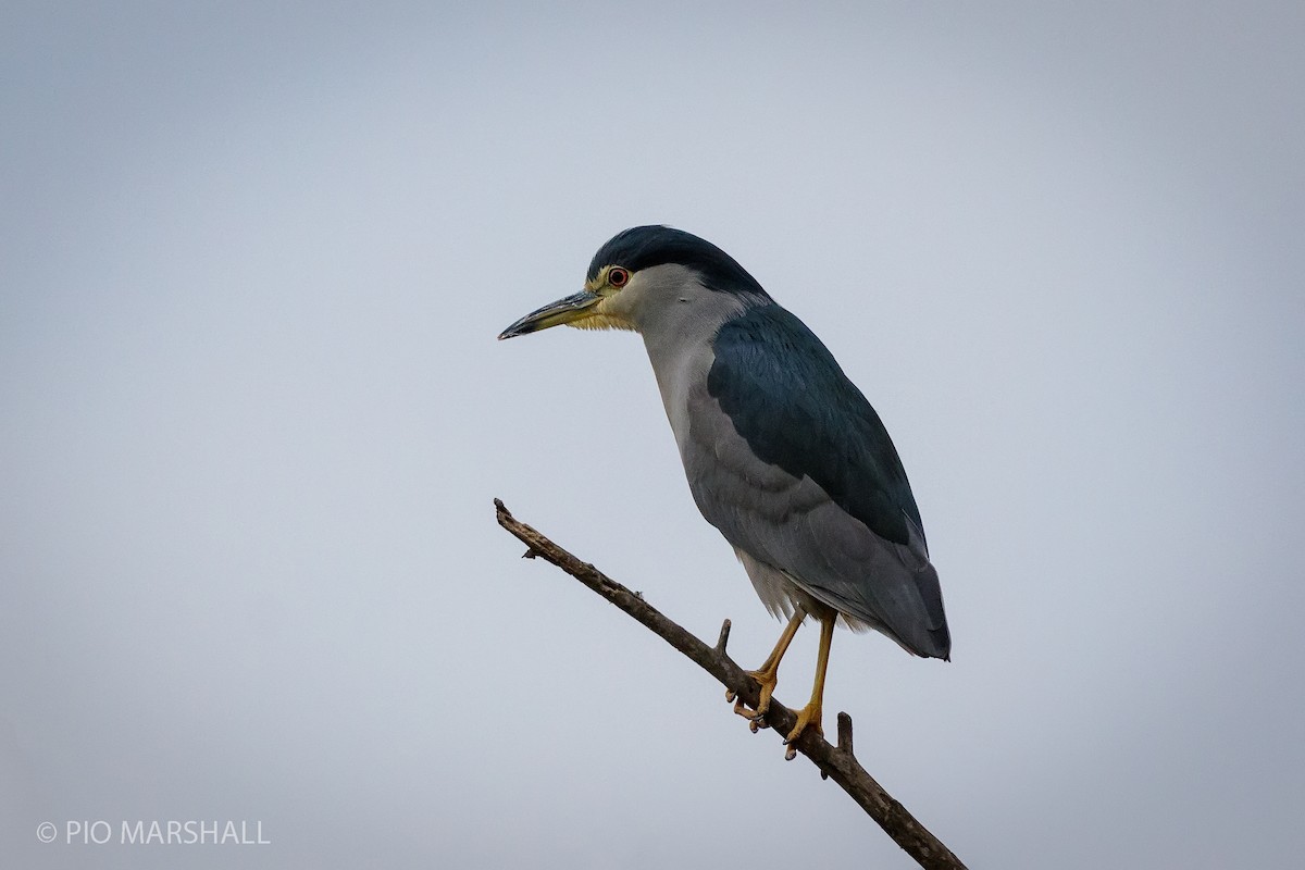 Black-crowned Night Heron - Pio Marshall