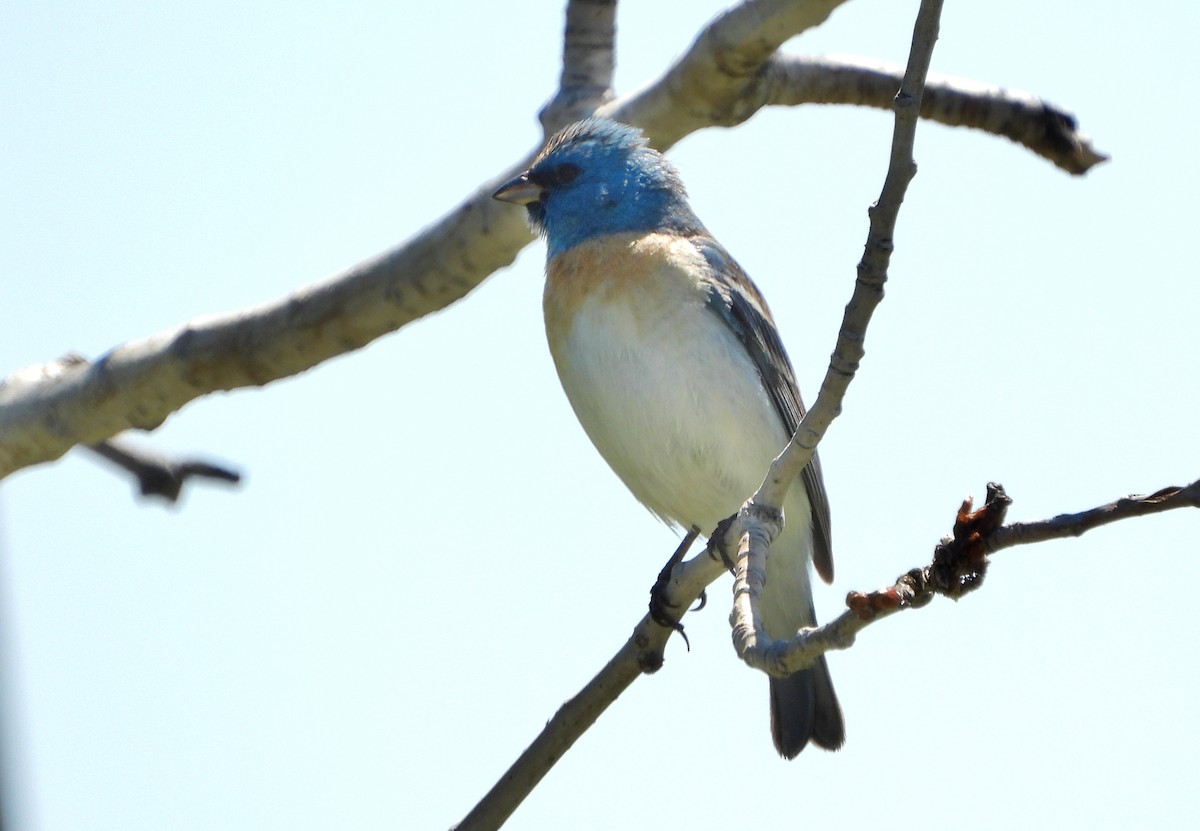 Passerin azuré - ML159964551