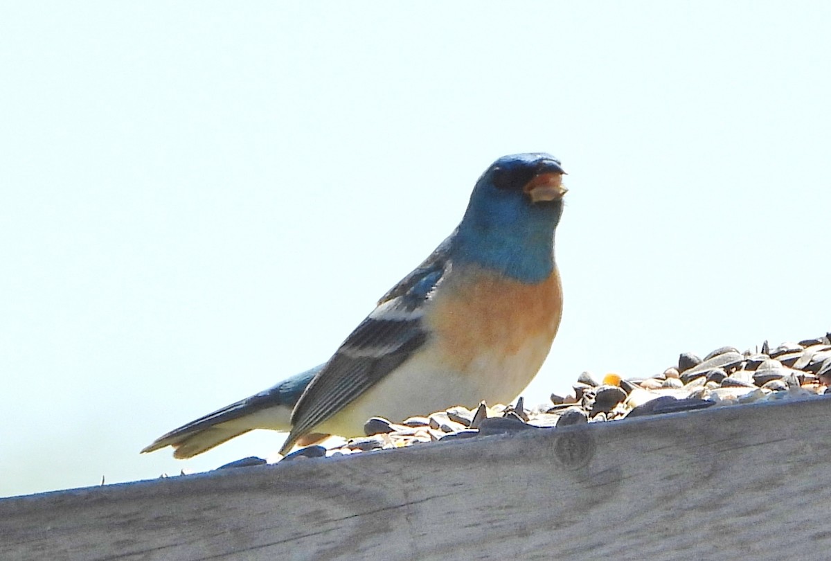 Lazuli Bunting - Bonnie Heinecke