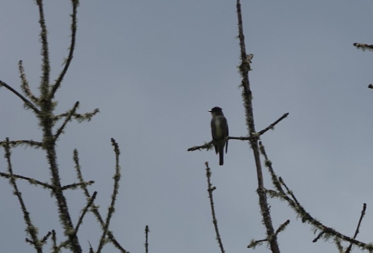 Olive-sided Flycatcher - ML159964621