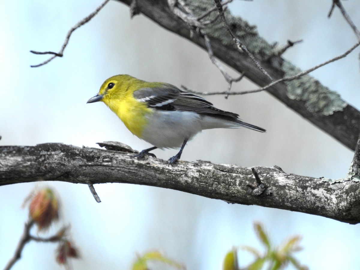 Viréo à gorge jaune - ML159964711