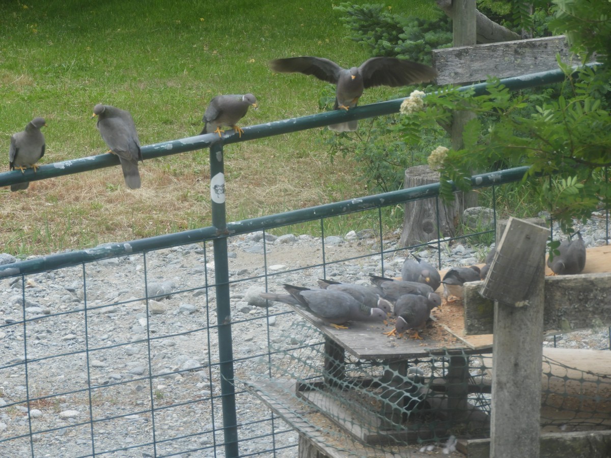 Pigeon à queue barrée - ML159965461