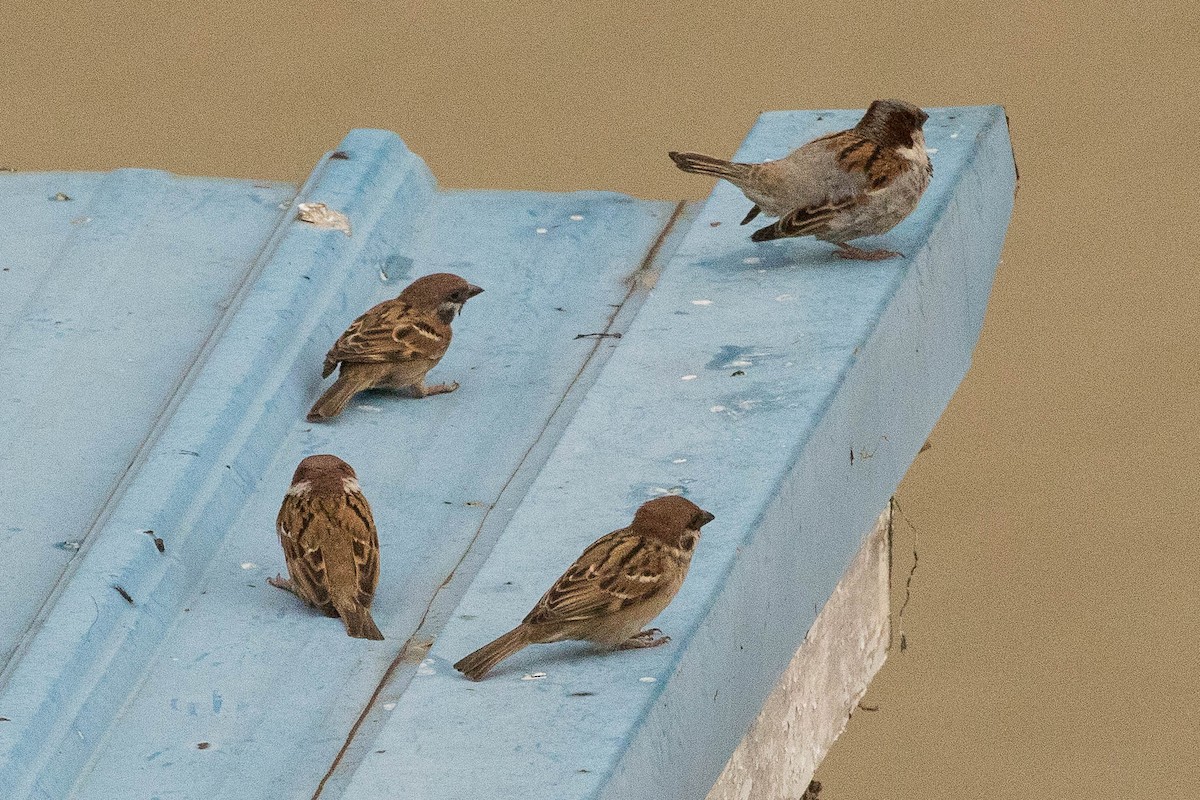 House Sparrow - ML159965741