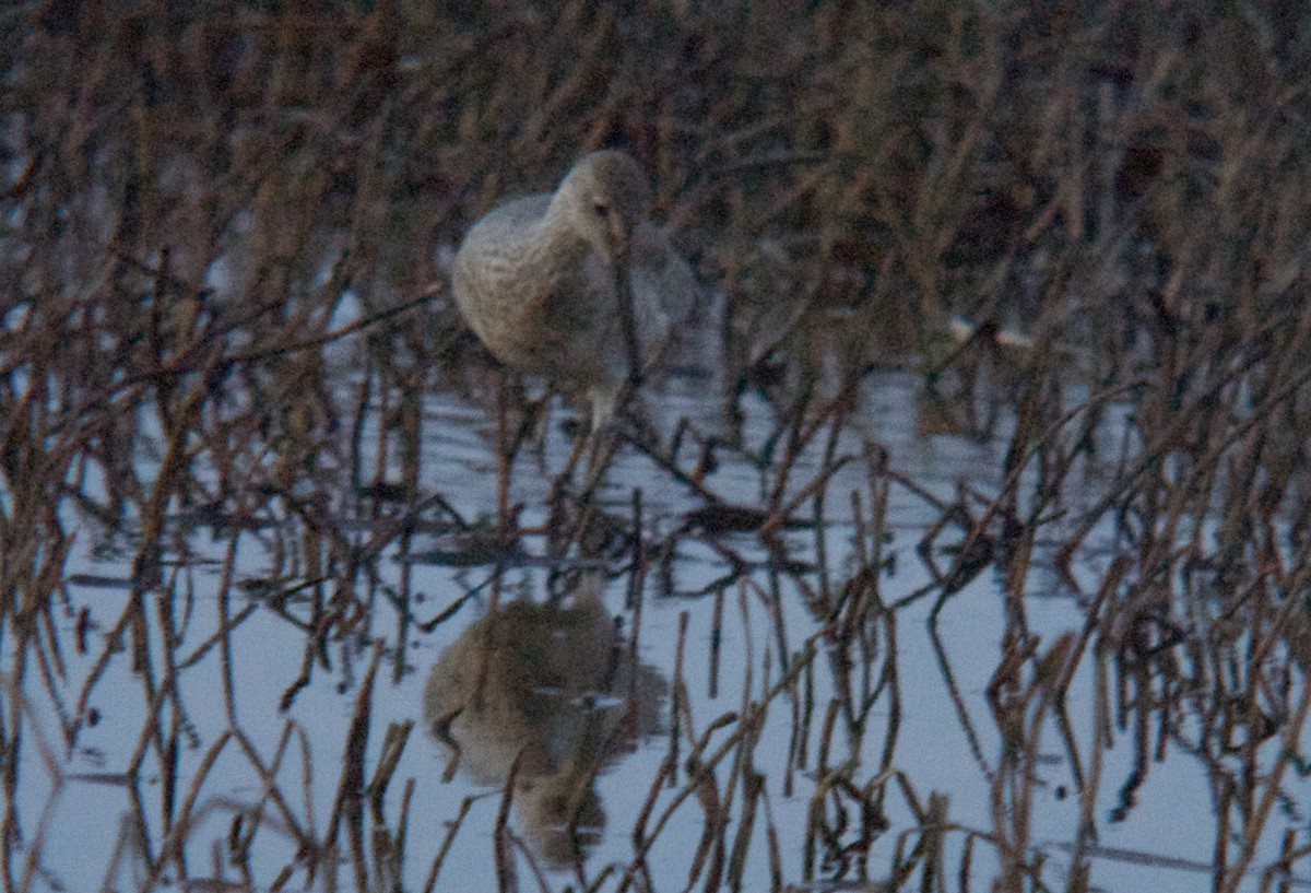 vodouš břehoušovitý (ssp. inornata) - ML159968641