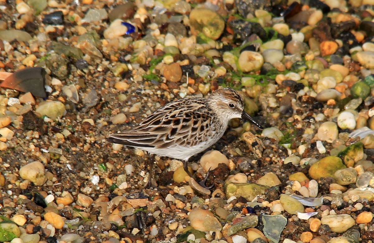 Semipalmated Sandpiper - ML159968651