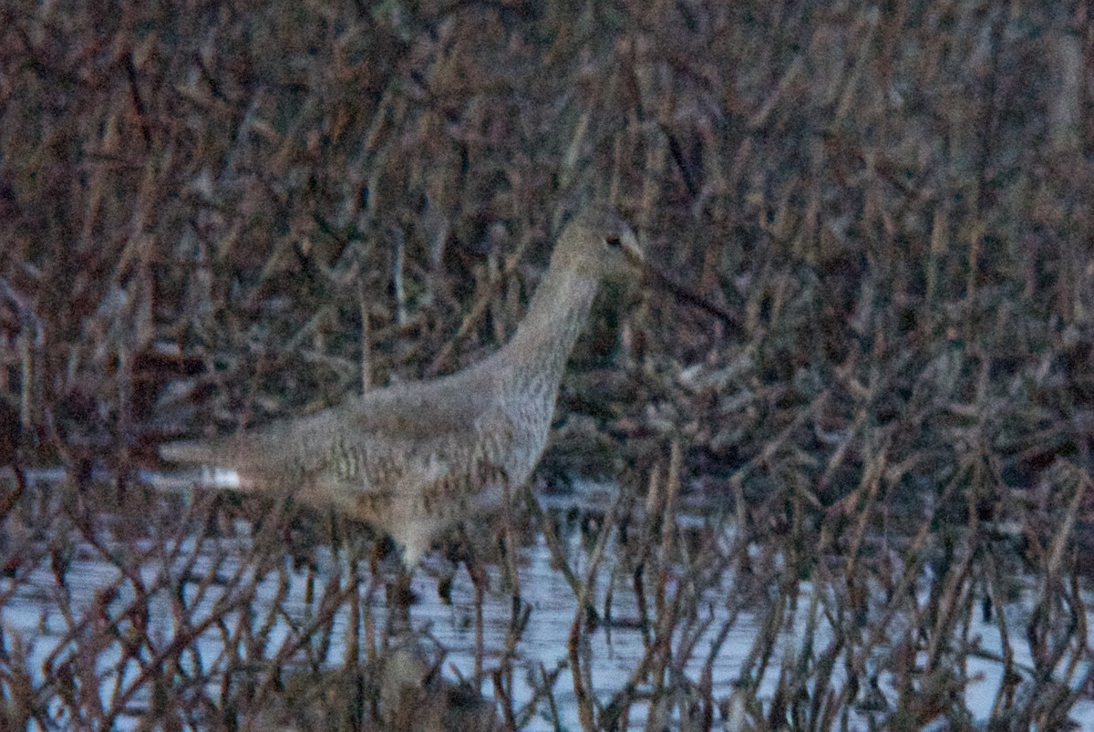 vodouš břehoušovitý (ssp. inornata) - ML159968701