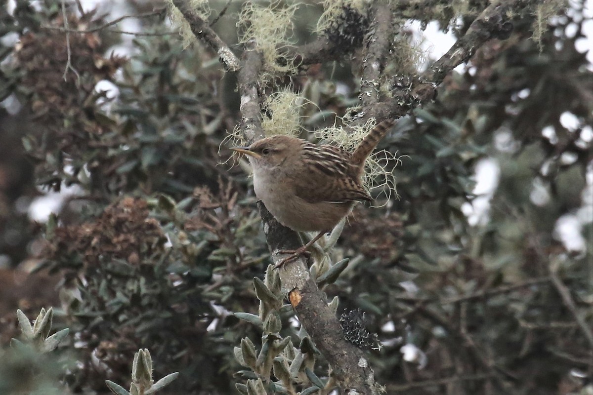 Apolinar's Wren - ML159969321