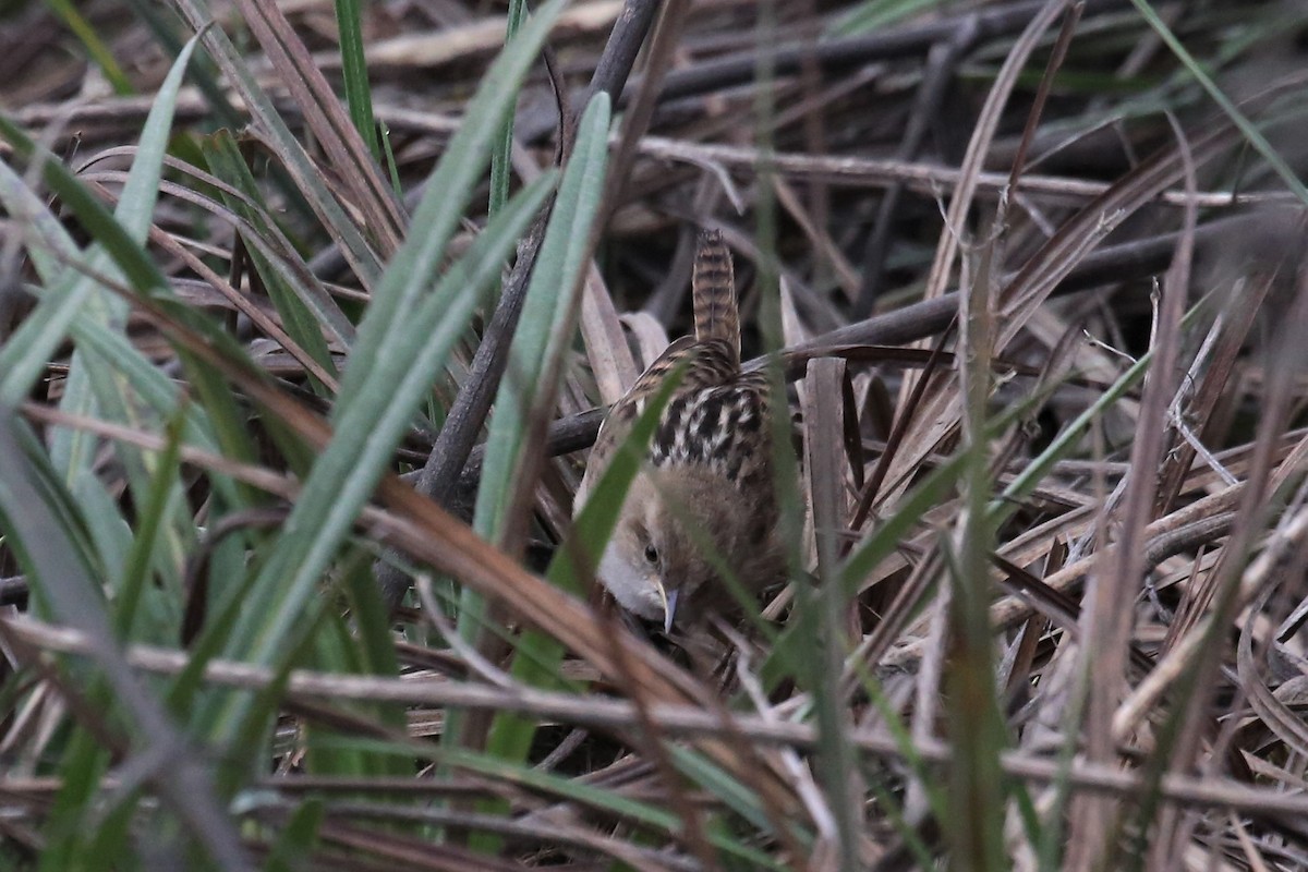 Apolinar's Wren - ML159969331