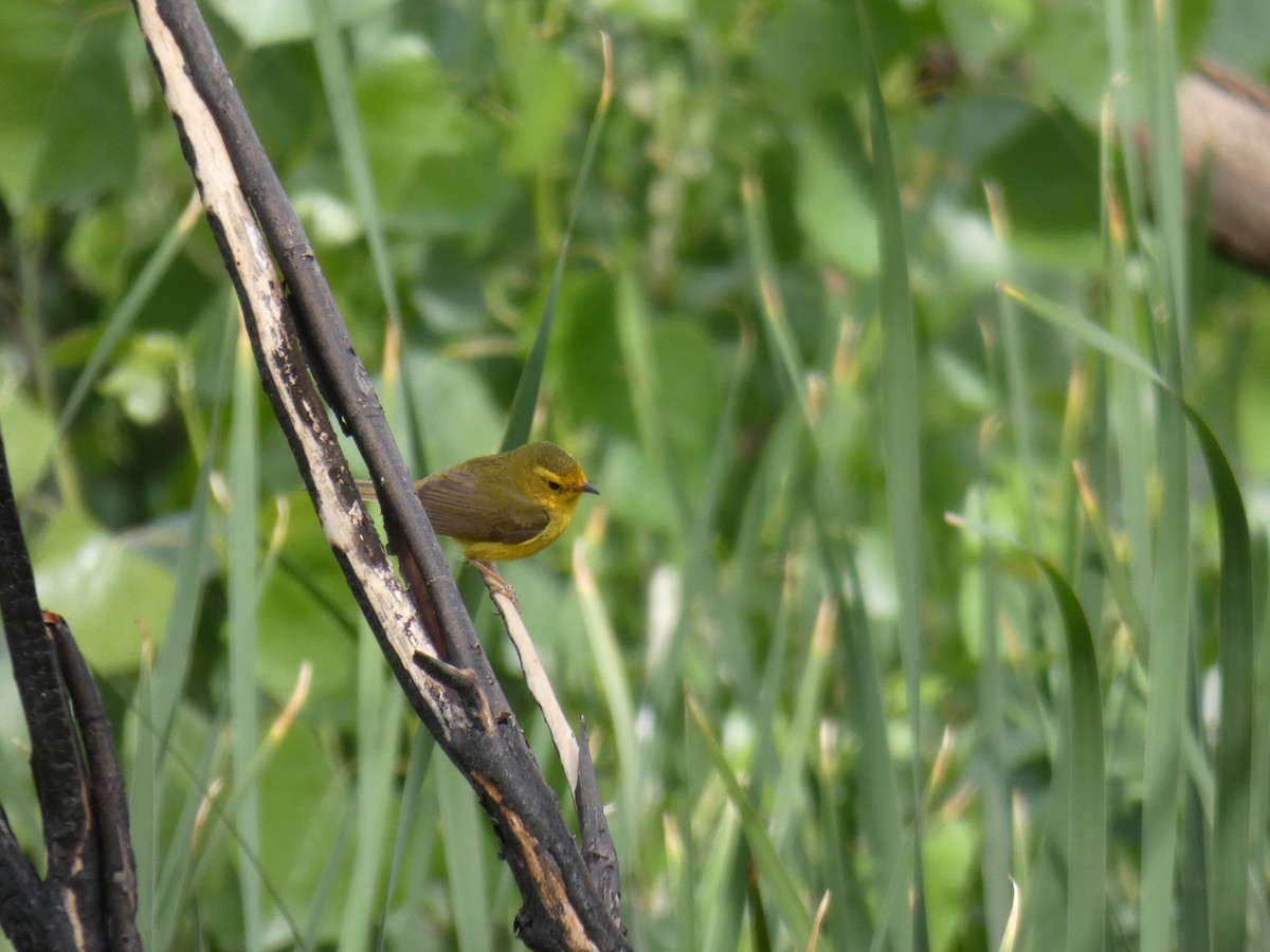 Wilson's Warbler - Barry Mast