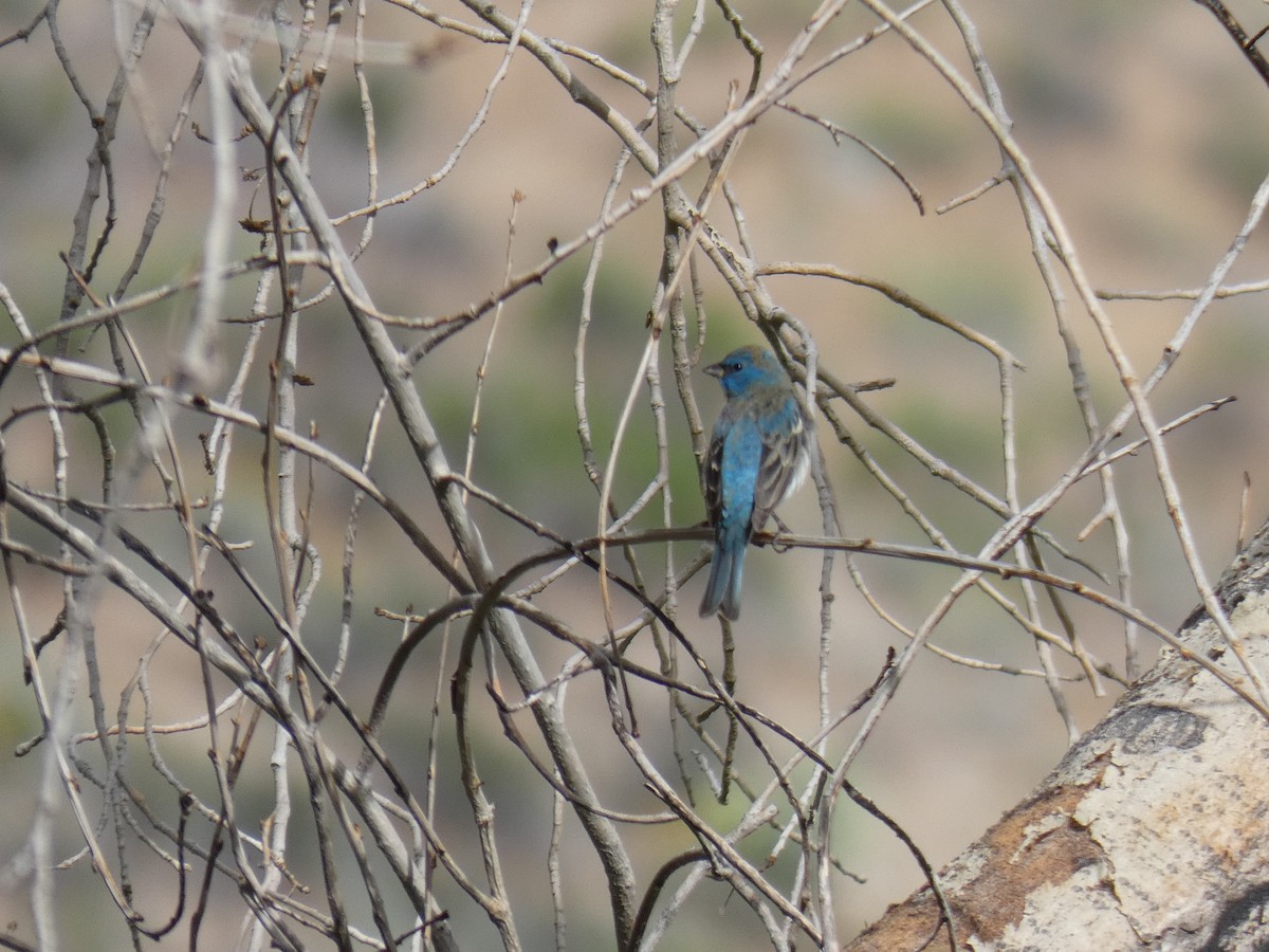Lazuli Bunting - Barry Mast