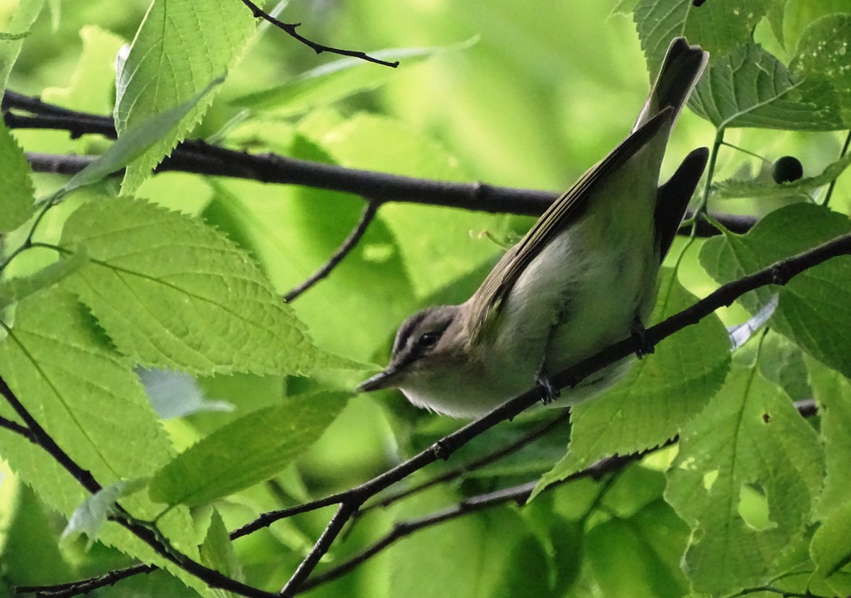 Red-eyed Vireo - Peter  Dy-Liacco
