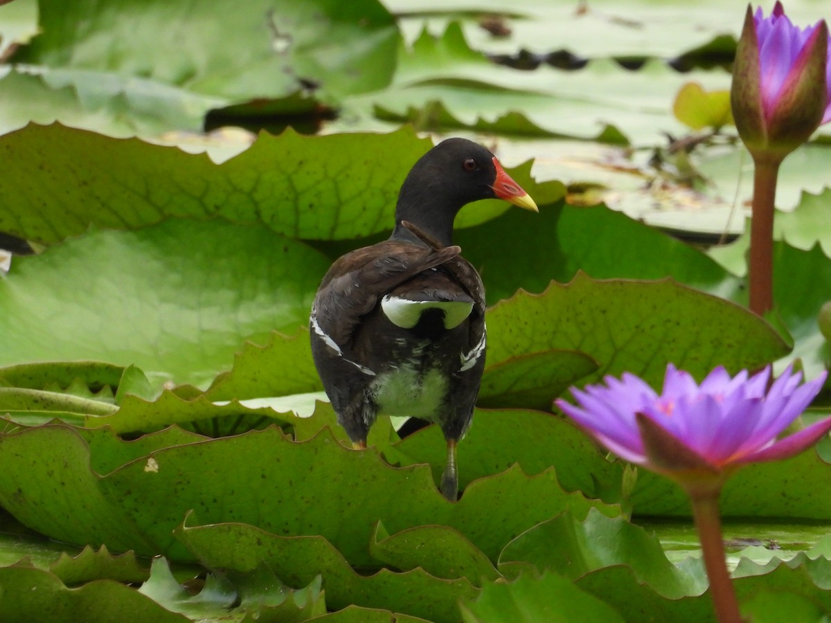 Eurasian Moorhen - ML159972781