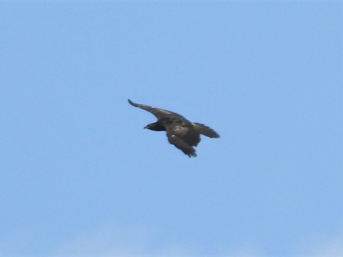 Oriental Honey-buzzard - ML159973391