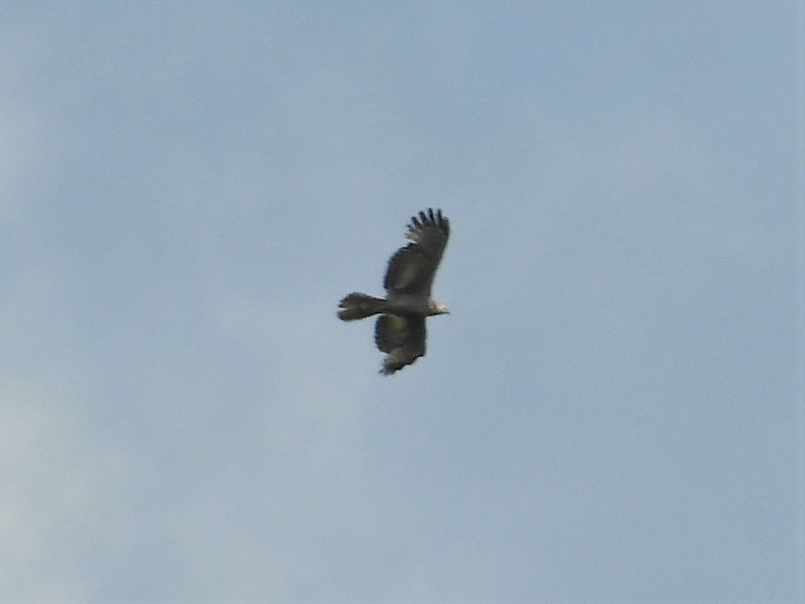 Oriental Honey-buzzard - ML159973411