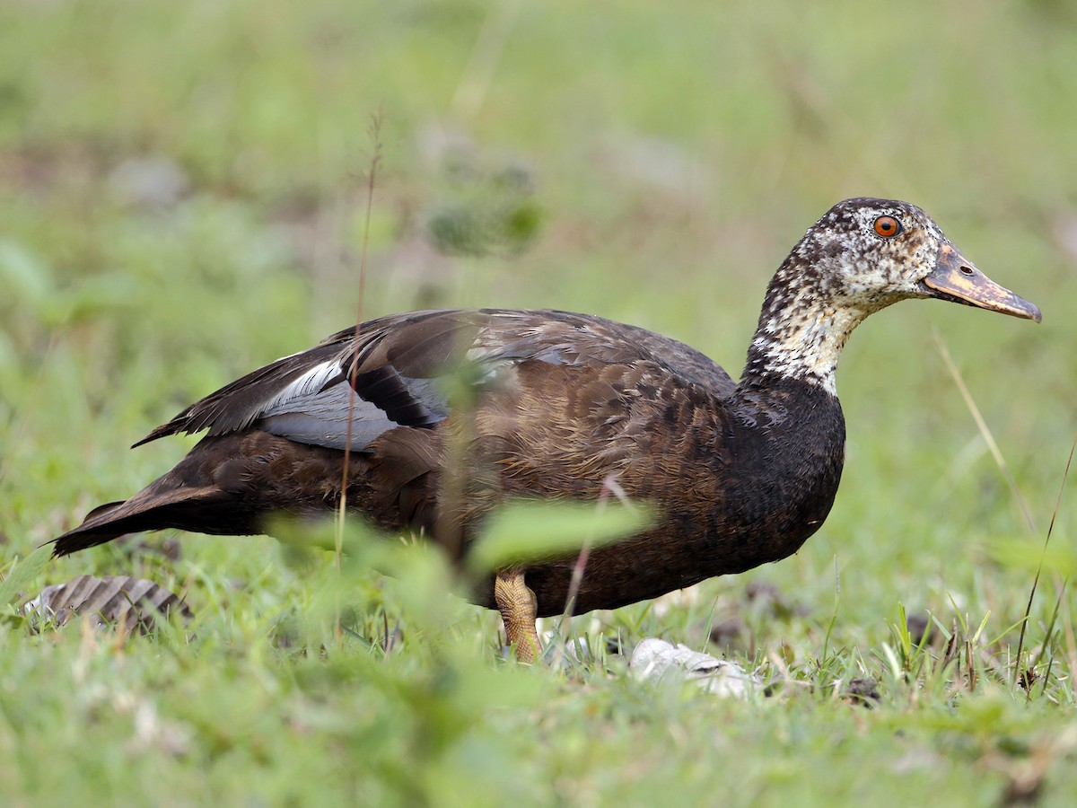 White-winged Duck - eBird