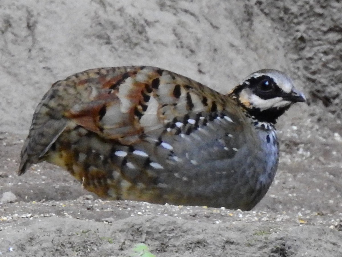 Photos - White-cheeked Partridge - Arborophila atrogularis - Birds of ...