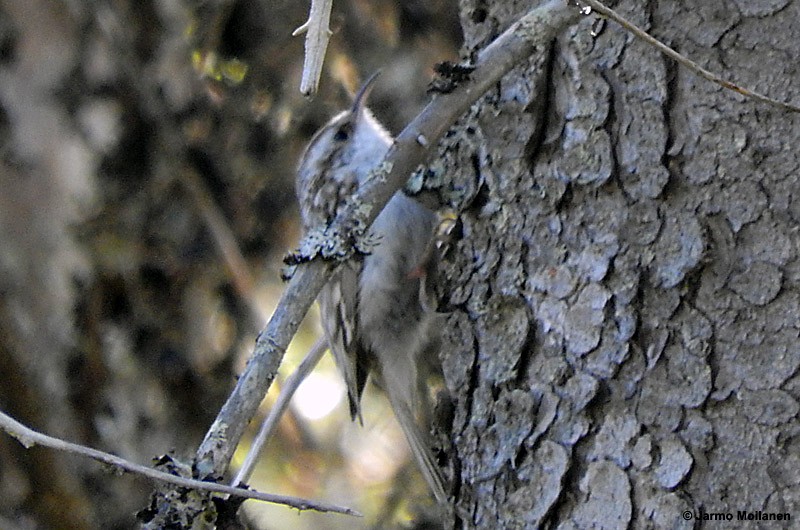 Eurasian Treecreeper - ML159976271