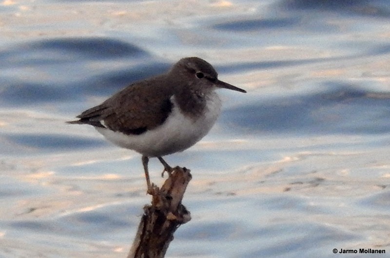 Common Sandpiper - ML159976611