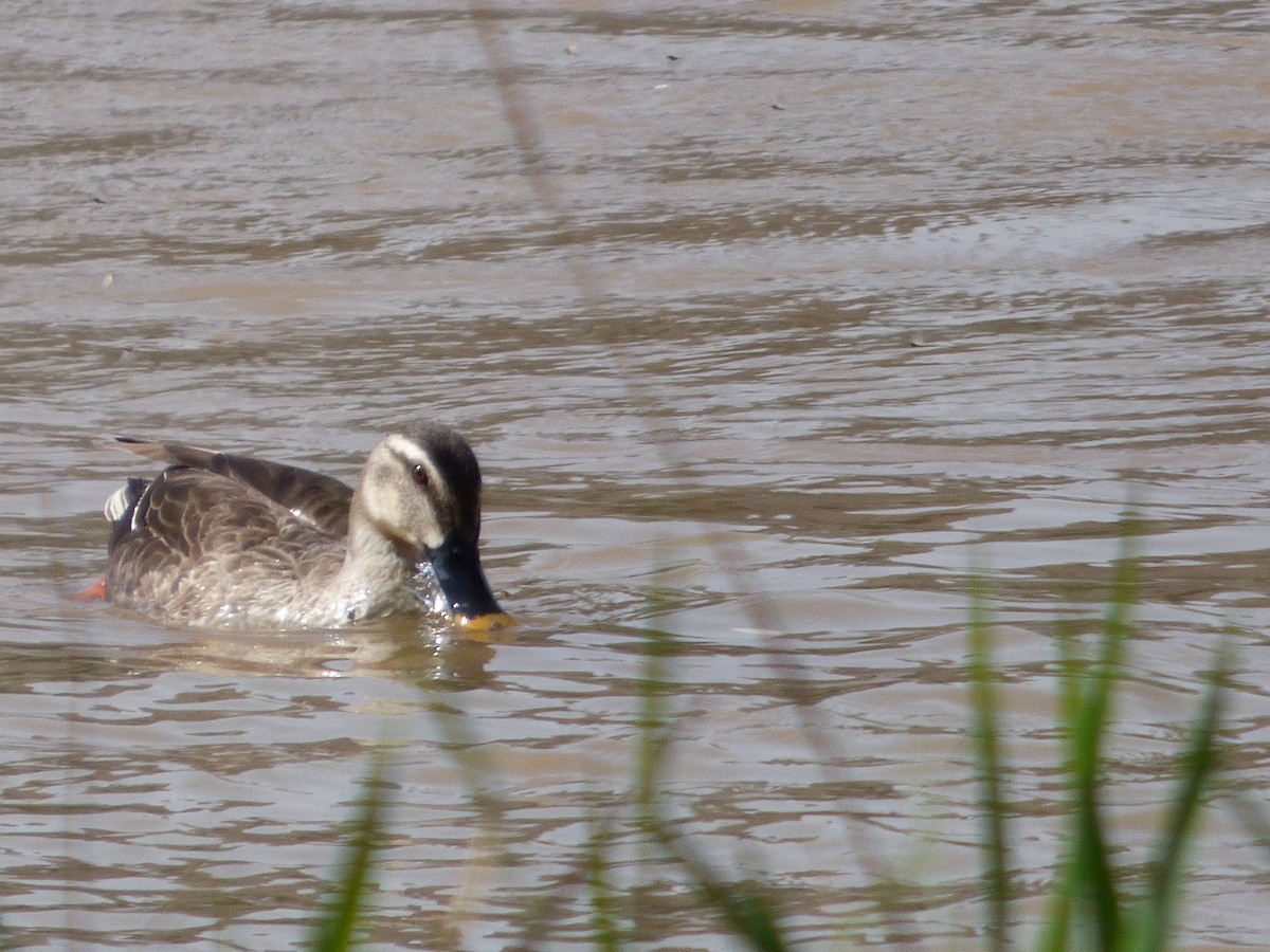 Canard de Chine - ML159978931