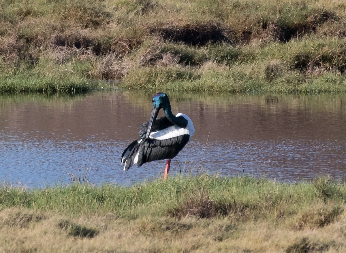 Black-necked Stork - ML159980211