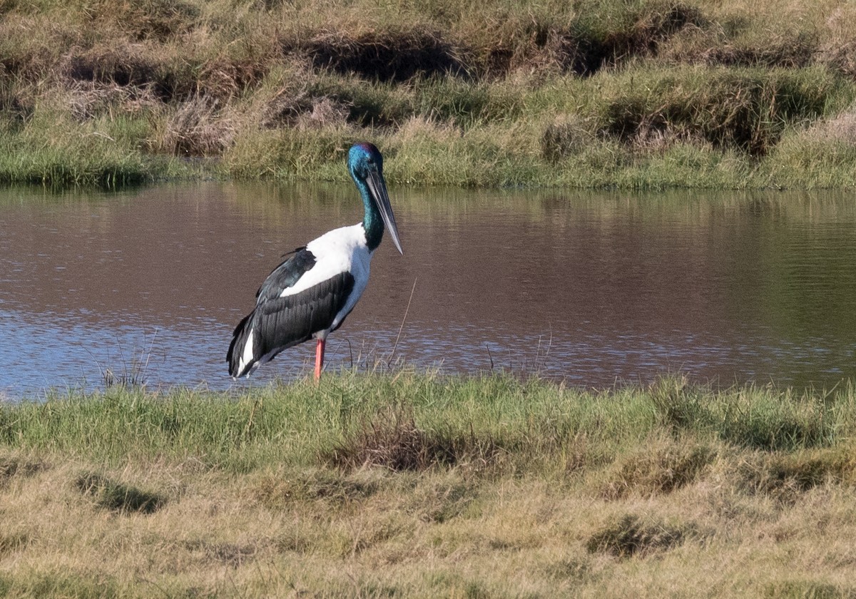 Black-necked Stork - ML159980221