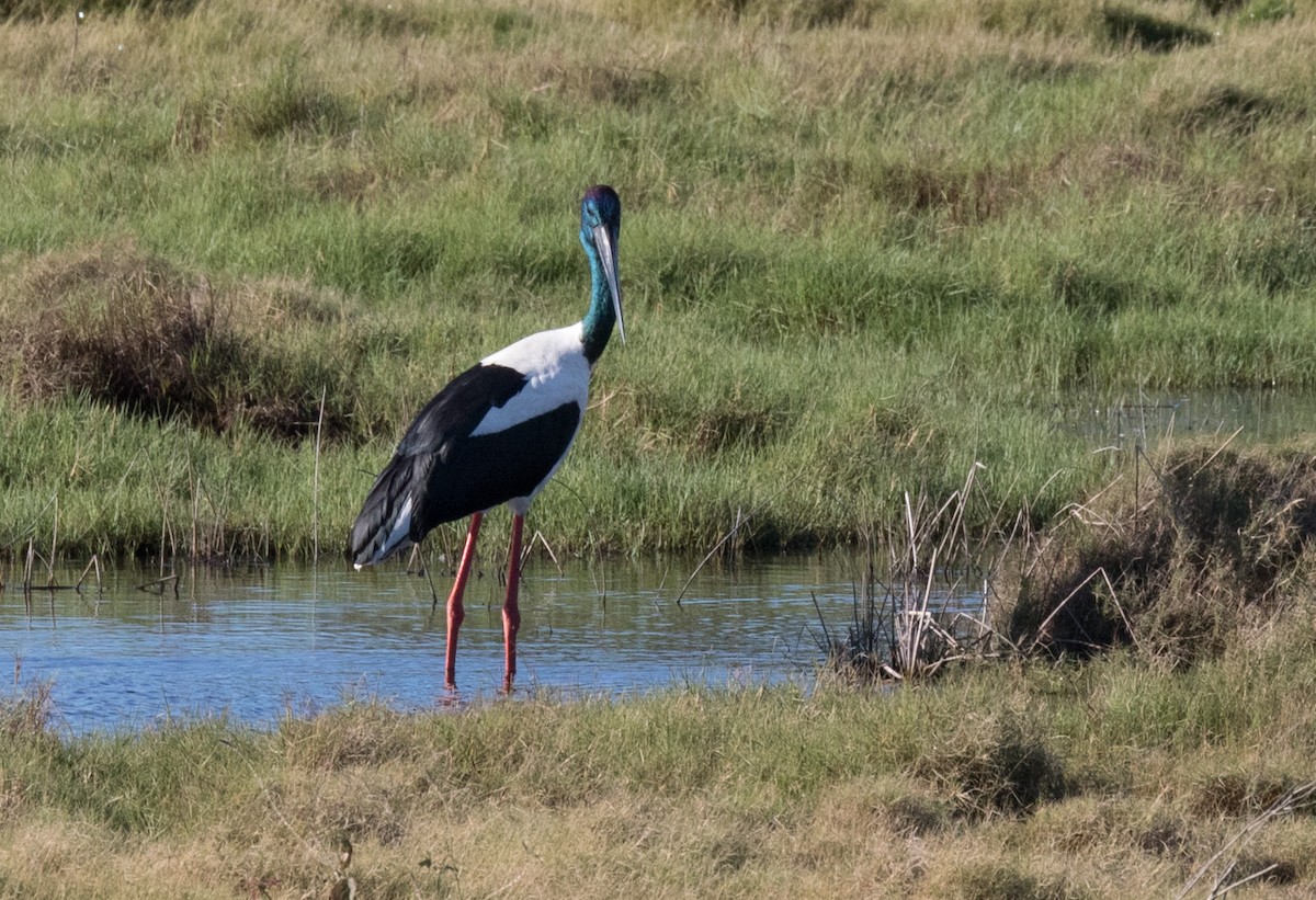 Black-necked Stork - ML159980281