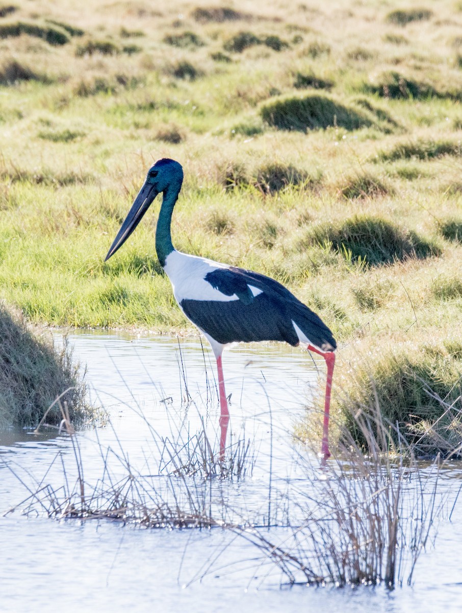 Black-necked Stork - ML159980291
