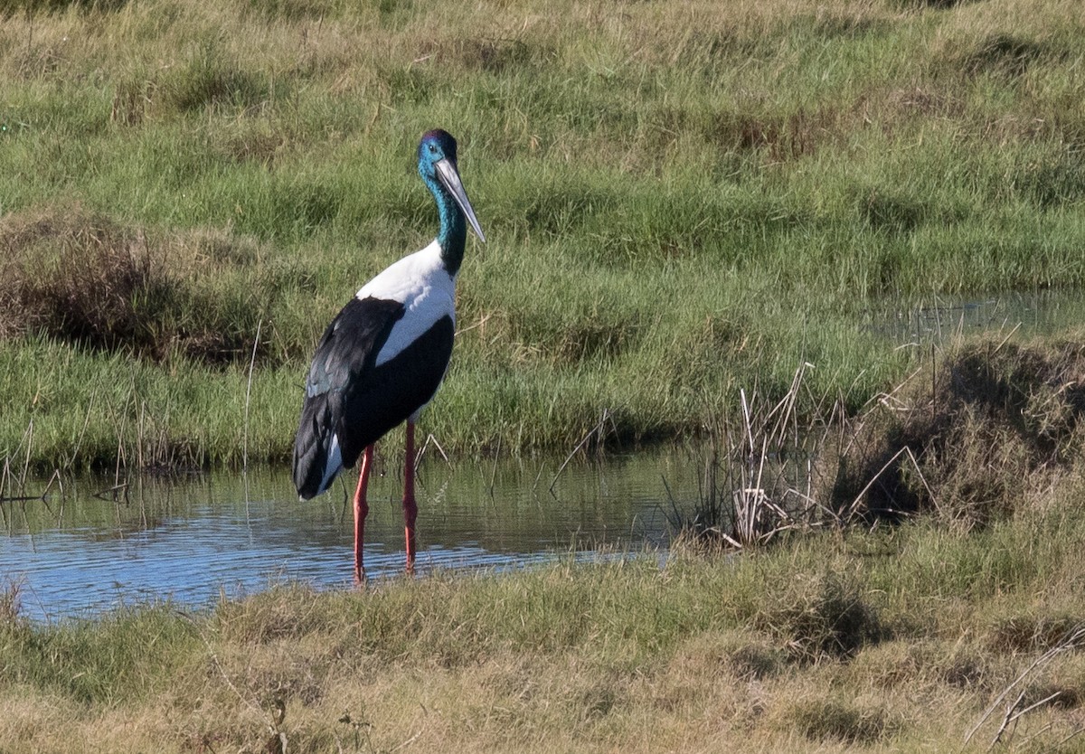 Black-necked Stork - ML159980301