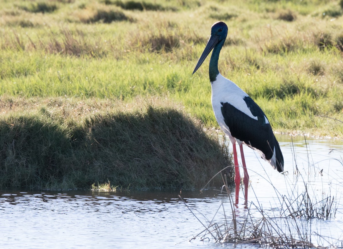 Black-necked Stork - Chris Barnes