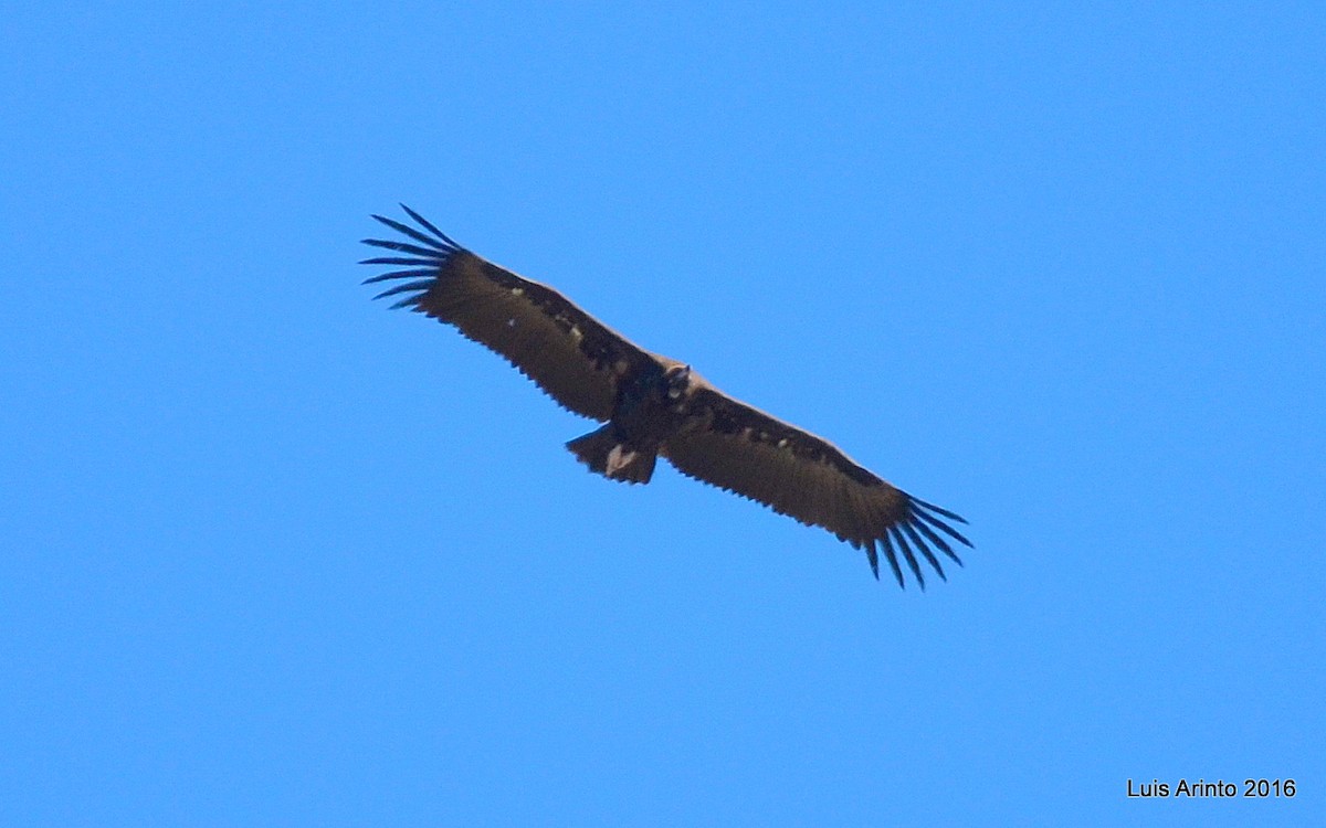 Cinereous Vulture - Luis Arinto