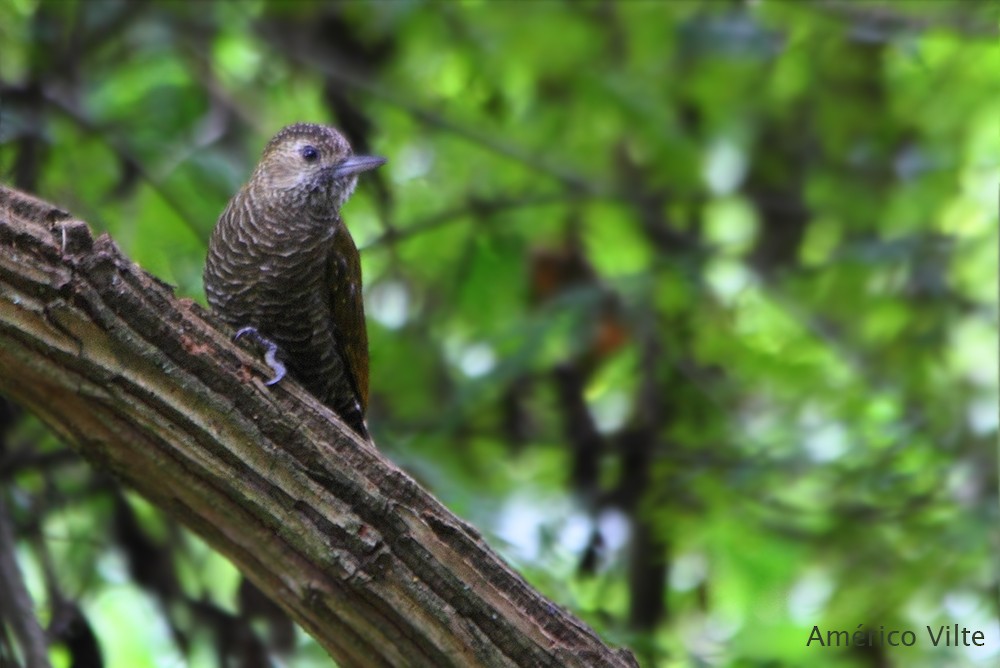 Dot-fronted Woodpecker - ML159981621