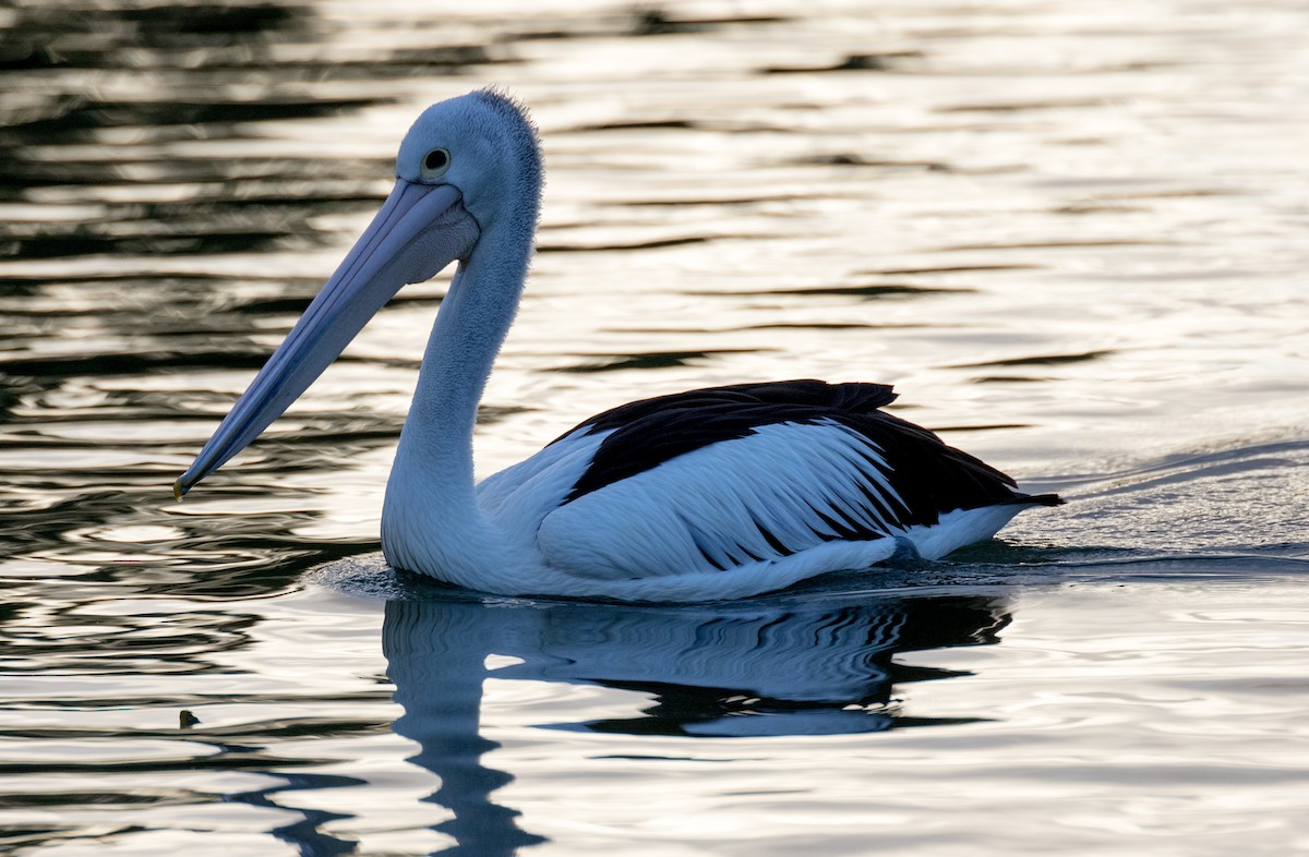 Australian Pelican - Chris Barnes