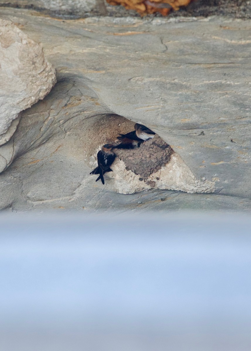 Cave Swallow - ML159981791