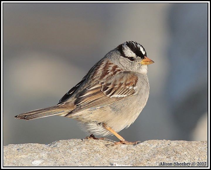 White-crowned Sparrow - Alison Sheehey