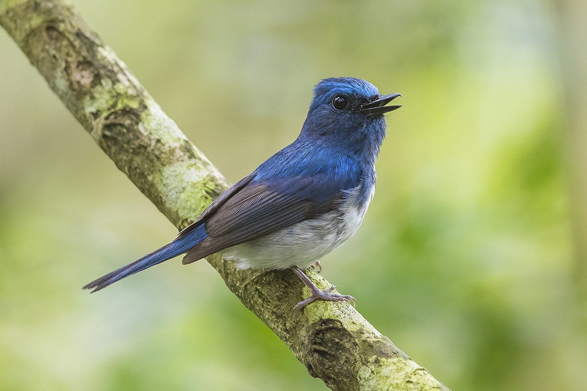 Hainan Blue Flycatcher - Matthew Kwan