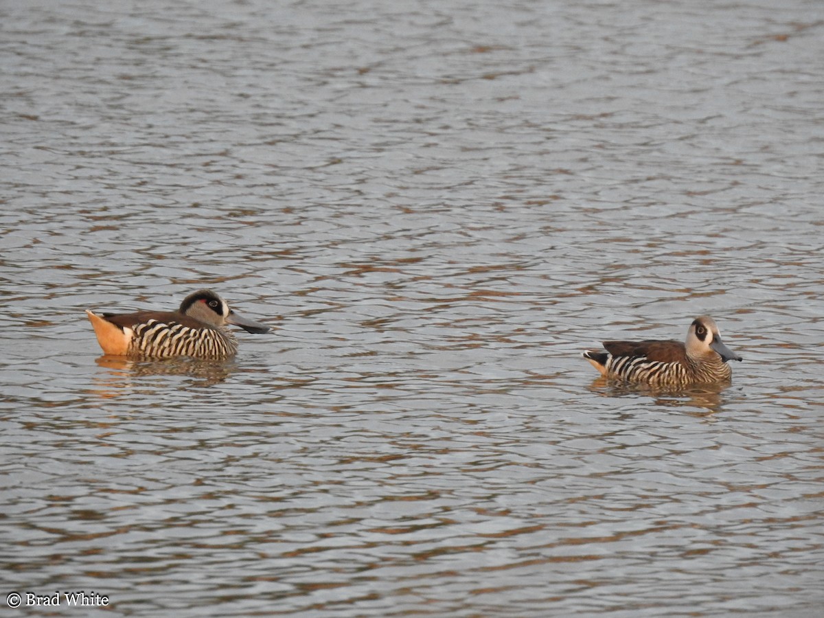 Pink-eared Duck - ML159986111