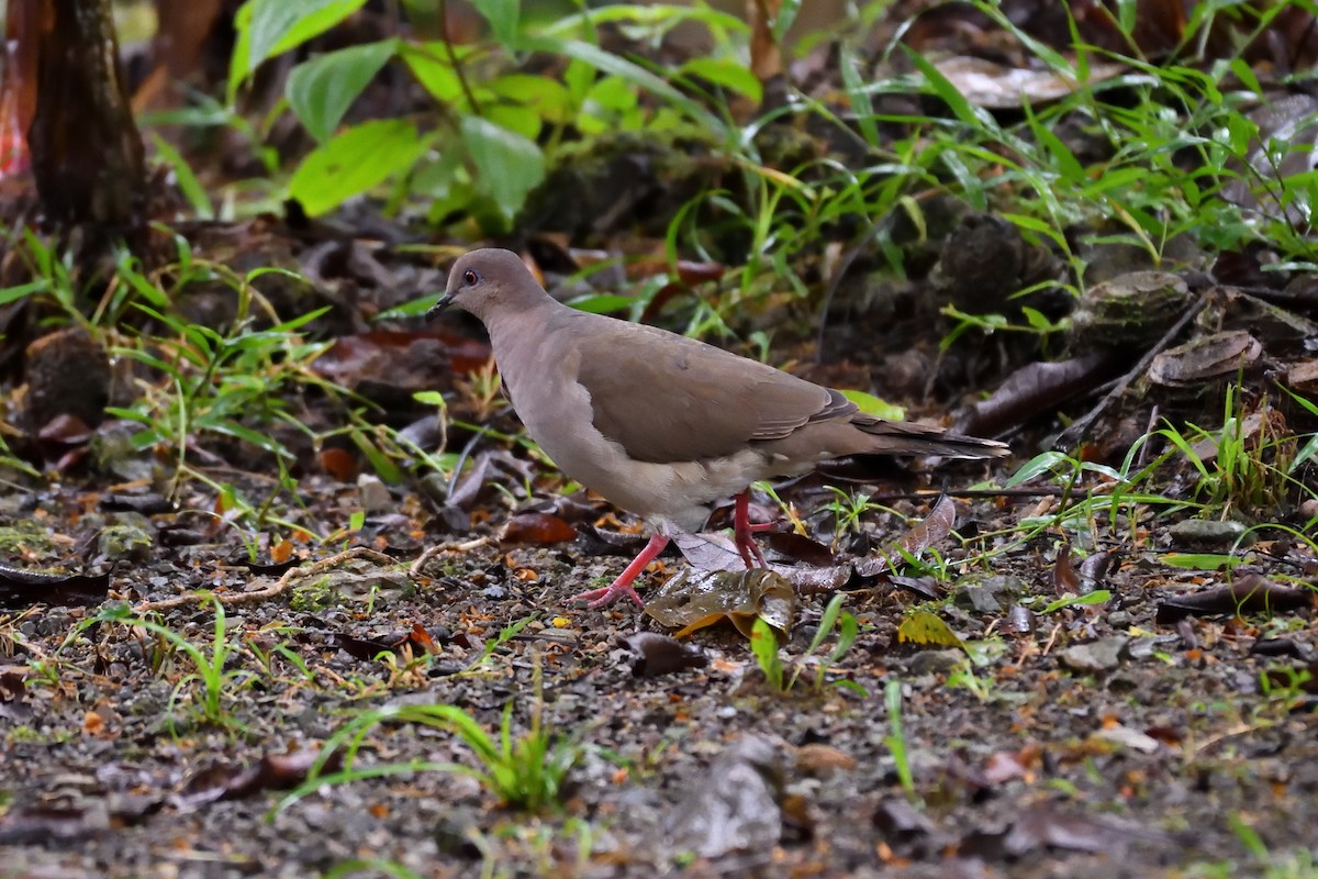 White-tipped Dove - Hugh Whelan