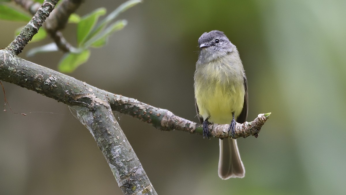 Sooty-headed Tyrannulet - ML159988571