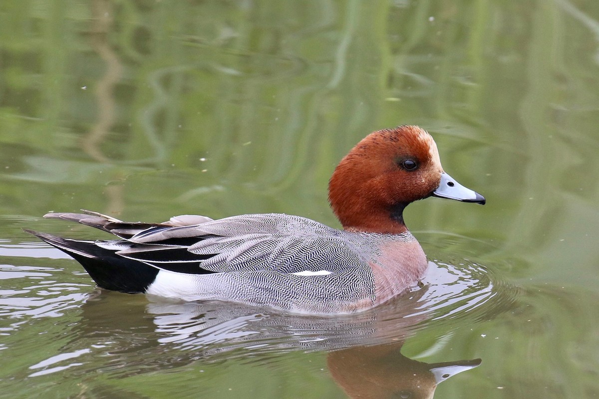 Eurasian Wigeon - ML159988821