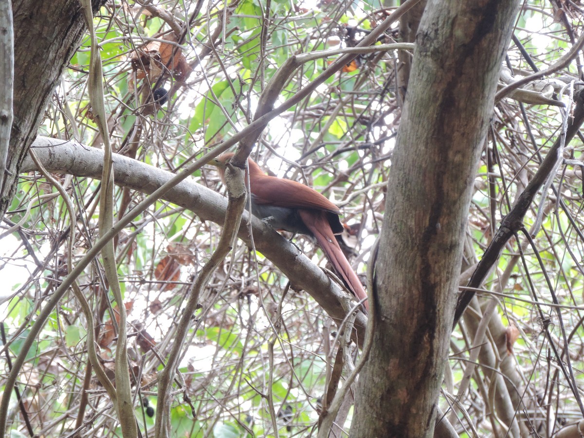 Squirrel Cuckoo - ML159990581