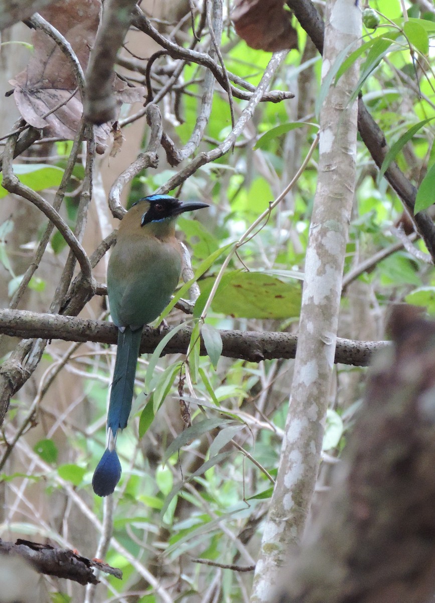 Rötelbauchmotmot - ML159990621